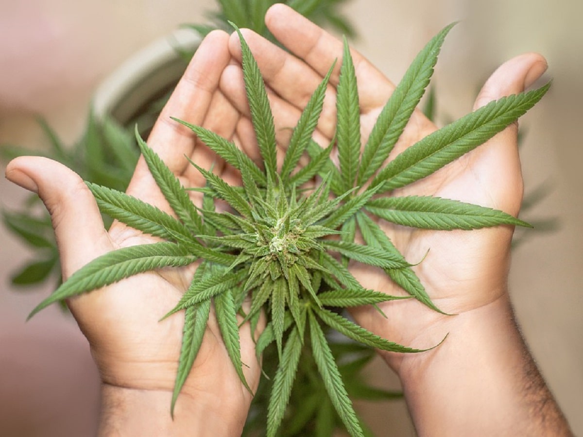 cannabis plant flower