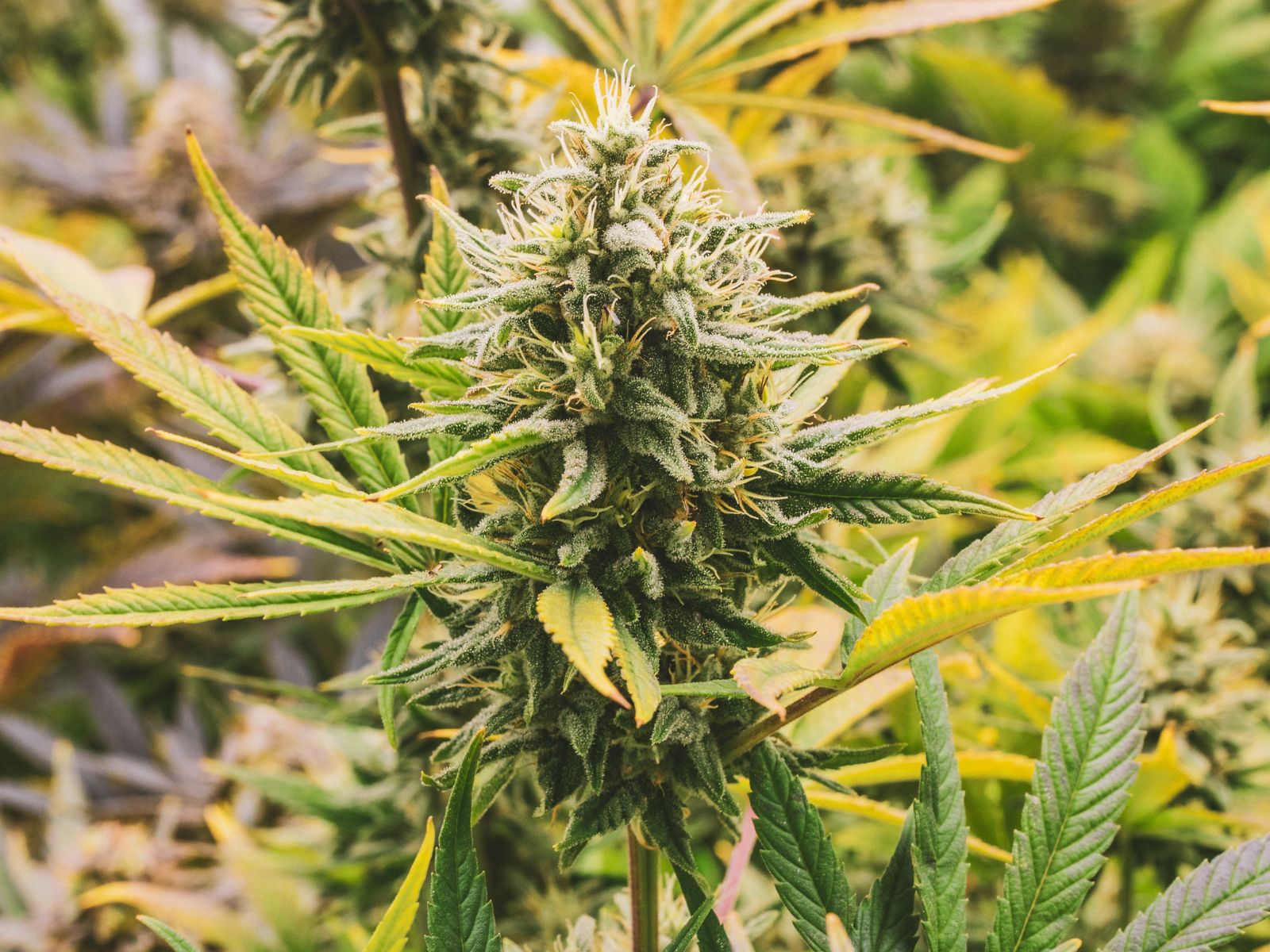 cannabis plant farm garden cola bud